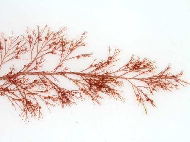Vagheggi Sinecell, vörös alga, anticellulit, karcsúító kezelés, rúzs és más