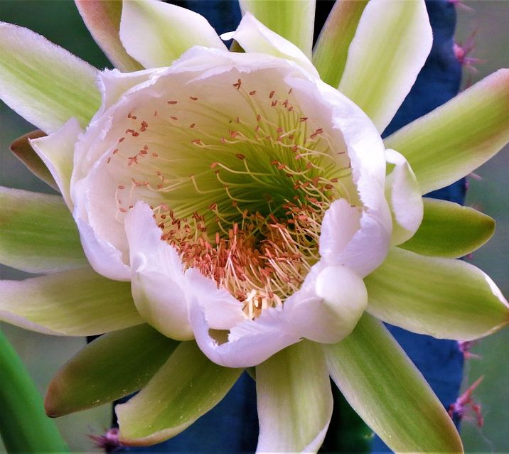 The Body Shop Cactus Blossom, limitált kollekció, kaktusz, rúzs és más, testápolás