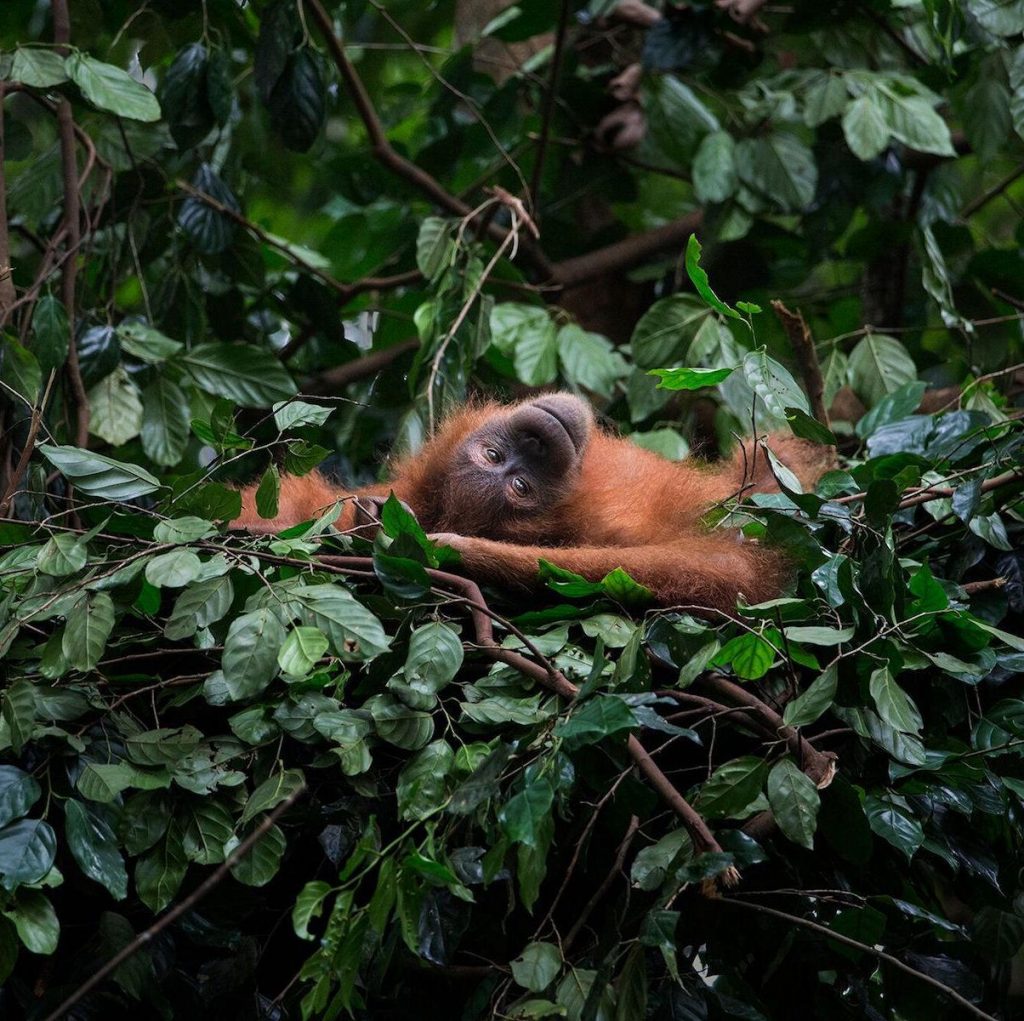 szumatrai orangutran, orangután, rúzs és más, laush, csr, támogatás
