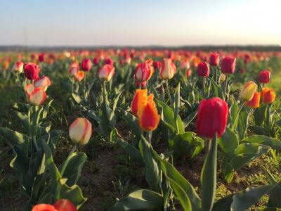 tulipánszuret, balvanyos, kincsek volgye, balaton, ruzs es mas, programajanlo, program, kirandulas, tulipanszedes