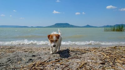 kutyabarat strand, strandterkep, kutyabarat furdohely, ruzs es mas, kutyabarathelyek.hu