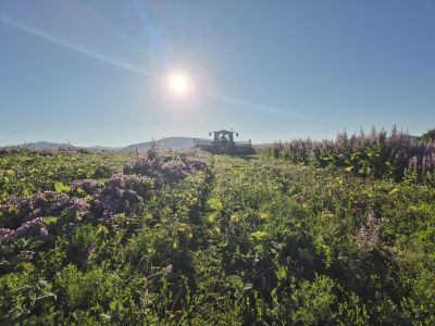 aromax, illoolaj, esszencialis, terapias, wellness, gyogyhatas, egeszseg, termeszetes, tiszta, nagy tisztasagu, levendula, olaj, ruzs es mas, hangulatjavito