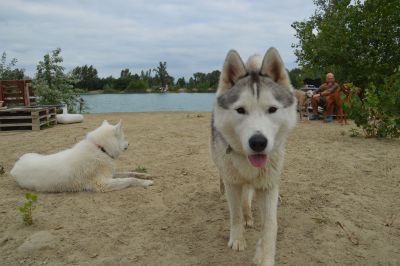 kutyas strand, kutyabarat, kutyabarathelyek, kutyabarathelyek.hu, orszagos, strandterkep, kutyas, kutyaknak, ruzs es mas