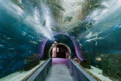 zoo, allatkert. allatkertek napja, fovarosi allatkert, veszpremi, szegedi, pecsi, vadaspark, ruzs es mas