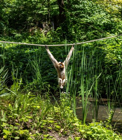 zoo, allatkert. allatkertek napja, fovarosi allatkert, veszpremi, szegedi, pecsi, vadaspark, ruzs es mas