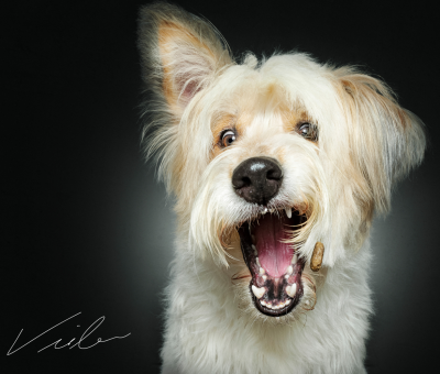 josera, petfood, kutya, kutyafotozas, kutyaeledel, ruzs es mas, etele, etele plaza, program, programajanlo