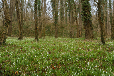 csodasmagyarorszag, vacratoti, alcsuti, folly, jeli, szarvasi, arboretum, botanikus kert, tavaszi program, seta, termeszet, kert, ruzs es mas, program