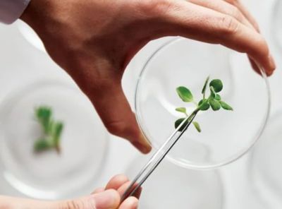 biomimetikus, biomimikri, termeszet-inspiralta, biomimetikus kozmetikum, arcapolas, termeszetazonos, borazonos, ruzs es mas