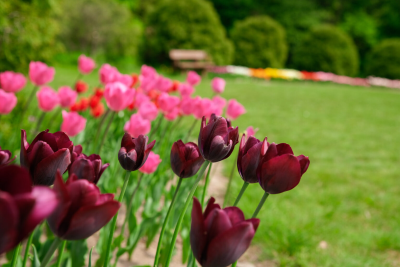 csodasmagyarorszag, vacratoti, alcsuti, folly, jeli, szarvasi, arboretum, botanikus kert, tavaszi program, seta, termeszet, kert, ruzs es mas, program