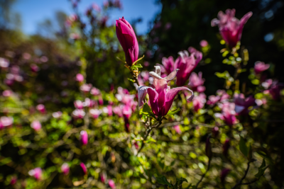 csodasmagyarorszag, vacratoti, alcsuti, folly, jeli, szarvasi, arboretum, botanikus kert, tavaszi program, seta, termeszet, kert, ruzs es mas, program